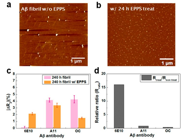 TEM images using Aβ40 fibrils